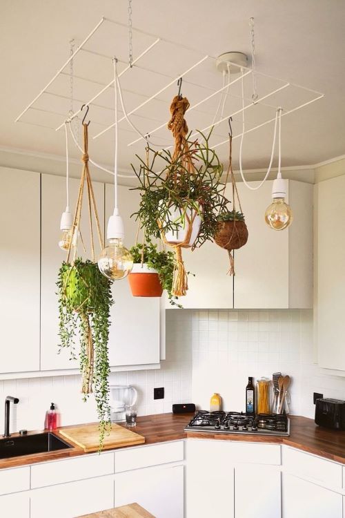 Hanging Plant Ceiling Accents